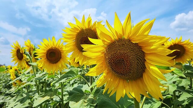 Blooming sunflowers under cloudy sky