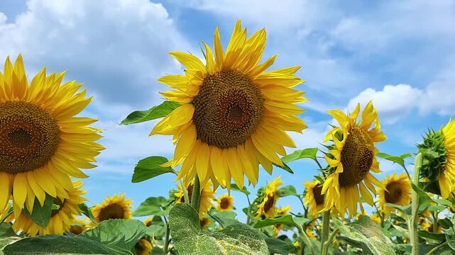 Sunflower field with cinematic camera motion