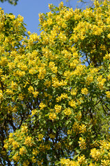 Fototapeta premium Dalmatian laburnum shrub with yellow flowers - Latin name - Petteria ramentacea