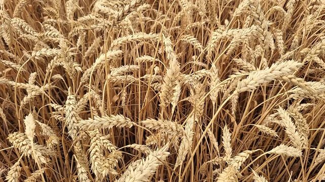 Wheat ears swaying in summer wind