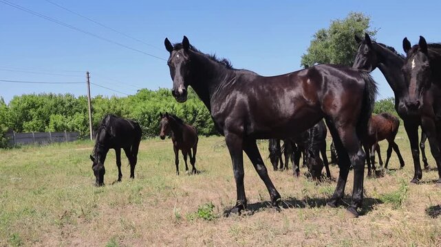 Black horse walking with herd in field