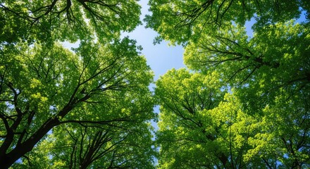 Fototapeta premium A dramatic low angle perspective captures the majestic green canopy of tall ancient trees stretching towards a bright blue sky in summer, low angle, spring, upward
