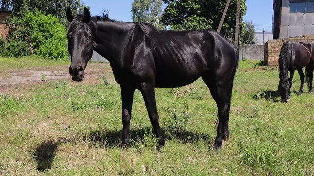 Black horse grazing on green pasture