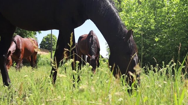 Horse herd grazing in sunny meadow