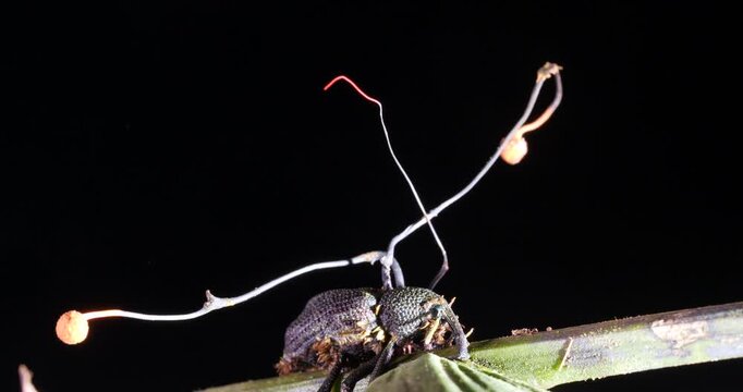 Cordyceps fungus (Ophiocordyceps curculionum) infecting a weevil. Chains of spores are being released by the fruiting bodies which will infect another weevil. Orellana province, Ecuador.