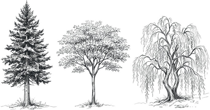 Hand Drawn Vintage Trees Vector Collection Featuring Detailed Pine Oak and Weeping Willow Sketches for Landscape Architecture and Vintage Botanical Designs