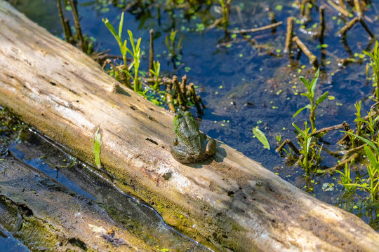 The American bullfrog (Lithobates catesbeianus), often simply known as the bullfrog in Canada and the United States, is a large true frog native to eastern North America.