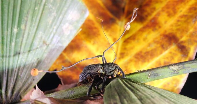 Cordyceps fungus (Ophiocordyceps curculionum) infecting a weevil. Chains of spores are being released by the fruiting bodies which will infect another weevil. Orellana province, Ecuador.
