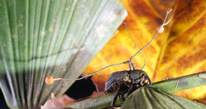 Cordyceps fungus (Ophiocordyceps curculionum) infecting a weevil. Chains of spores are being released by the fruiting bodies which will infect another weevil. Orellana province, Ecuador.