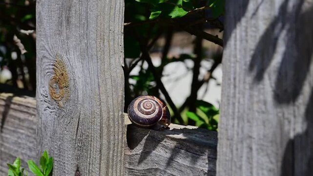a land snail with a patterned brown spiral shell resting quietly on a weathered wooden fence in the bright sunlight.