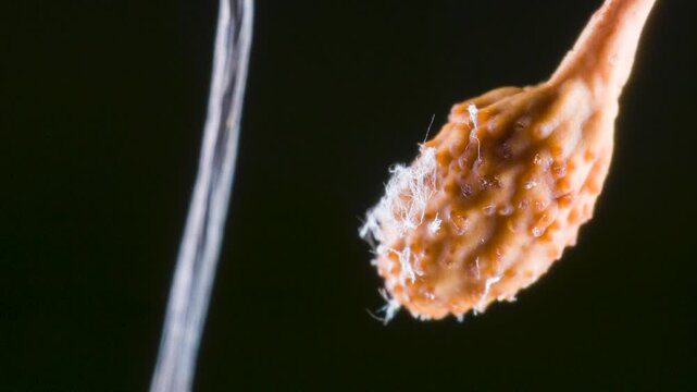 Fruiting body of a Cordyceps fungus (Ophiocordyceps curculionum) growing out of the body of a weevil. Chains of spores are being released which will float away in the wind and infect another weevil. 