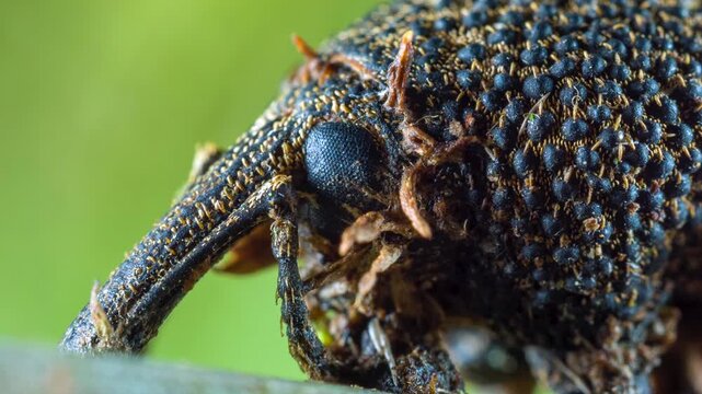 Cordyceps fungus (Ophiocordyceps curculionum) infecting a weevil. Fungus growing out of the imtegument. In rainforest, Yasuni National Park, Orellana province, the Ecuadorian Amazon.