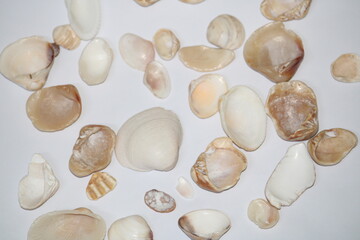 Obraz premium Sea shells isolated on white background