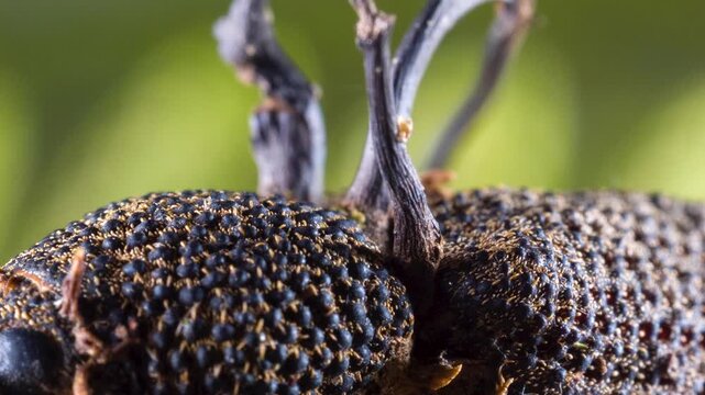 Cordyceps fungus (Ophiocordyceps curculionum) infecting a weevil. Fungus growing out of the imtegument. In rainforest, Yasuni National Park, Orellana province, the Ecuadorian Amazon.