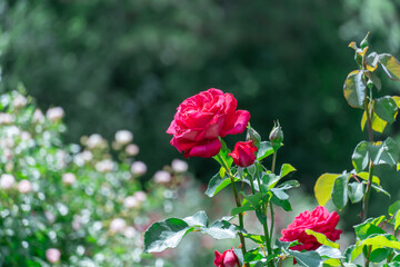 Obraz premium Red rose flowers and bud growing in country rose garden. Rosebush abundant blooming in summer. Nature background with flowering scarlet roses. Natural floral summer bloom garden or park backdrop.