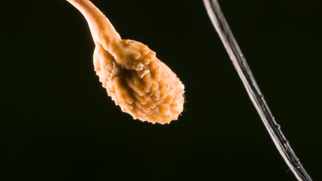 Fruiting body of a Cordyceps fungus (Ophiocordyceps curculionum) growing out of the body of a weevil. Chains of spores are being released which will float away in the wind and infect another weevil. 