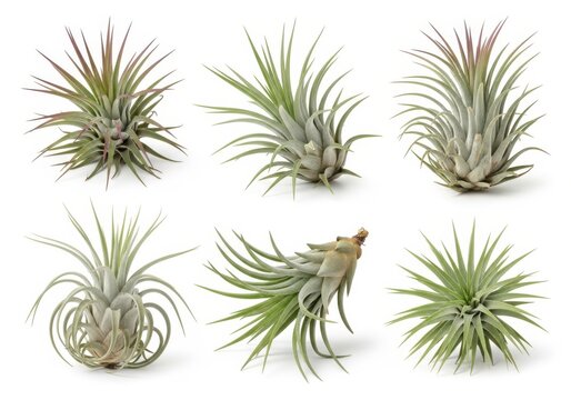 Green air plant with long spiky leaves in pot isolated isolated on white background