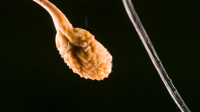 Fruiting body of a Cordyceps fungus (Ophiocordyceps curculionum) growing out of the body of a weevil. Chains of spores are being released which will float away in the wind and infect another weevil. 