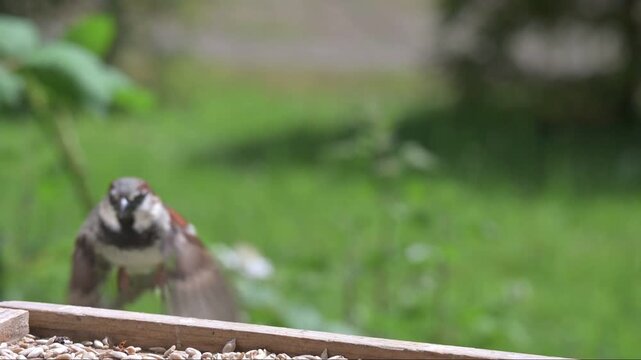 House Sparrow (Passer domesticus) male flying in to eating seeds from a bird table, and flying off. May, Kent, UK [Slow motion x5]