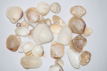 Obraz premium Sea shells isolated on white background
