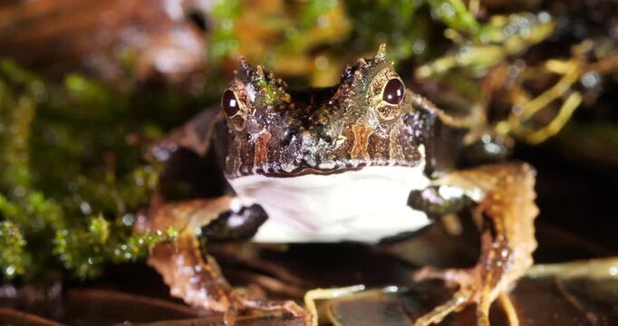 Perez's Snouted Frog (Edalorhina perezi). Close up of head. In rainforest, Yasuni National Park, Orellana province, the Ecuadorian Amazon.