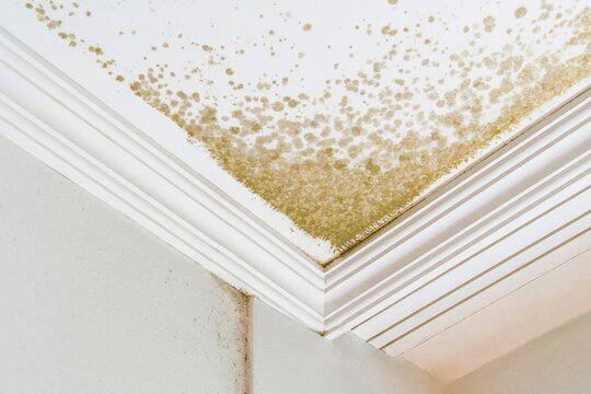 Ceiling mold and moisture issues. Corners affected by extensive mold and water damage. Severe mold growth with brown stains and moisture damage affecting ceiling corners and molding