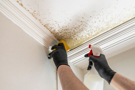 Trained hands perform comprehensive ceiling mold eradication procedures. Specialists meticulously utilize spray and sponge to eliminate mildew from ceiling and Crown molding