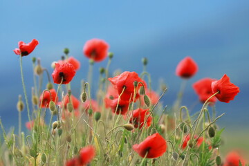 Naklejka premium poppies