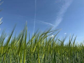 Fototapeta premium grass and sky