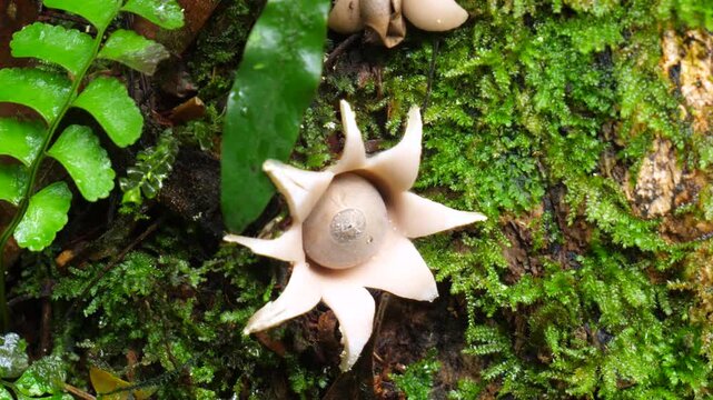Earth Star fungus (Geastrum sp.) growing on a fallen log in the rainforest. Yasuni National Park, Orellana province, the Ecuadorian Amazon.