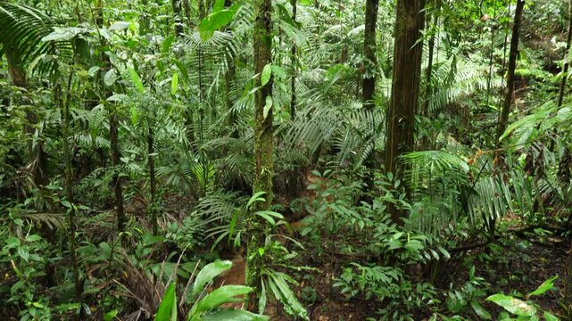 A small rainforest stream deep in the Ecuadorian Amazon. In Yasuni National Park, Orellana province, Ecuador