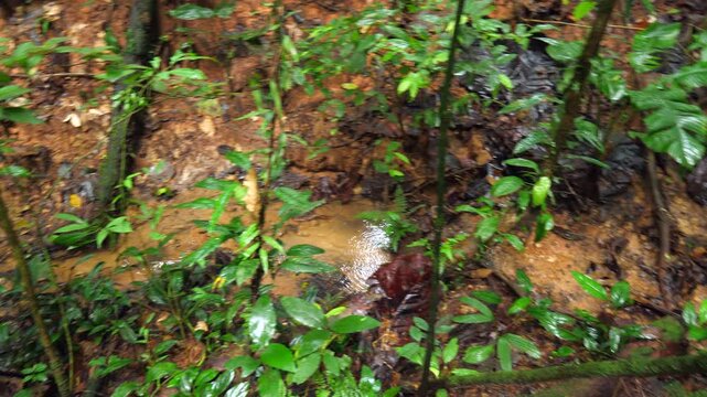 A small rainforest stream deep in the Ecuadorian Amazon. In Yasuni National Park, Orellana province, Ecuador