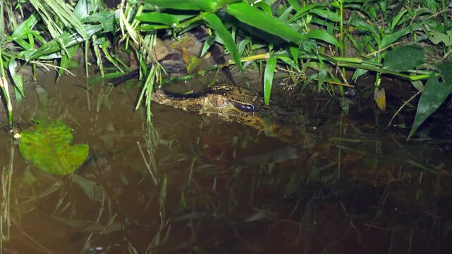 Schnieder's Smooth Fronted Caiman (Palaeosuchus trigonatus), The second smallest species of crocodilian. In a small pool at the forest edge in the Ecuadorian Amazon.