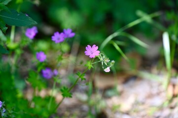 Fototapeta premium flower in the grass Macro shot of small blue and purple wildflowers blooming in a green spring meadow with a soft bokeh background.