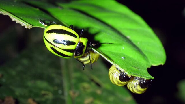 Platyphora beetle (family Chrysomelidae) brooding its larvae. Feeding on a leaf in the rainforest understory at night, Yasuni National Park, Orellana province, the Ecuadorian Amazon.