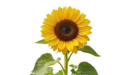 Obraz premium Bright yellow sunflower with green leaves and dark center