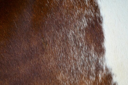 
Close-up texture of brown and white animal hide. Natural fur pattern with organic details, high resolution for background or textile design.