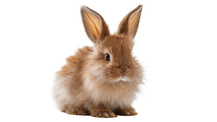 Obraz premium Fluffy brown rabbit sitting on white