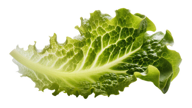 Green lettuce leaf with ruffled edges and visible veins