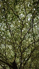 Fototapeta premium The dense layered leaves form a natural canopy, creating a unique texture and a serene, refreshing natural background