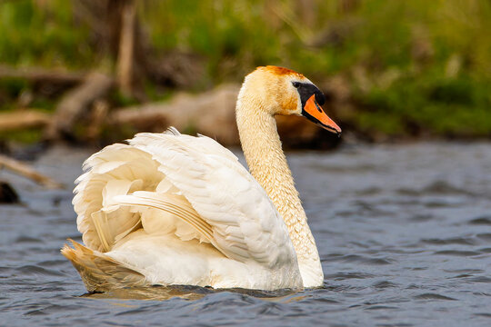 Wild Swans
