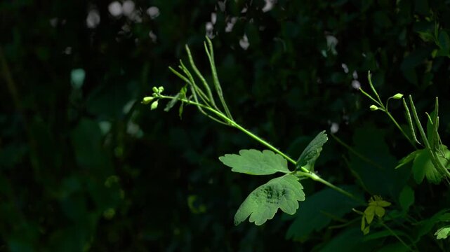 Greater Celandine in natural ambient, toxic, leaves (Chelidonium majus) - (4K)