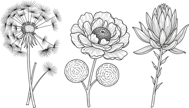 Hand drawn botanical flower collection vector illustration featuring dandelion peony protea and vintage floral engraving artwork