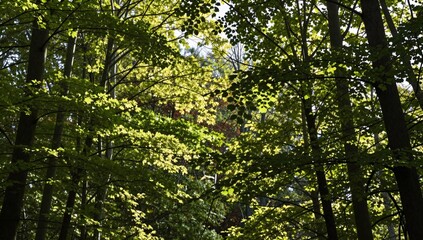 Fototapeta premium Sunlight filters through lush green canopy of trees in a dense forest environment