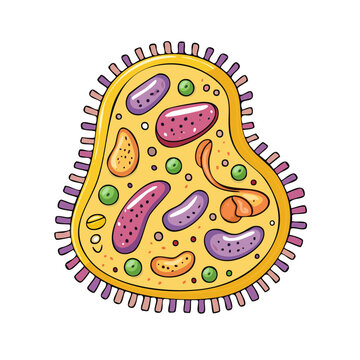 Colorful cartoon illustration of a single amoeba with internal organelles and cilia
