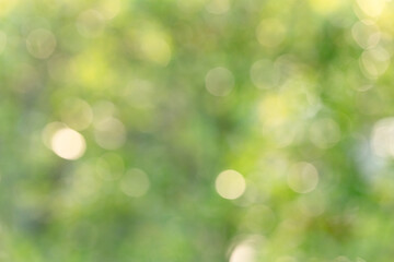 Abstract green bokeh background with soft natural light and blurred foliage, ideal for eco and wellness themes © Woonsen