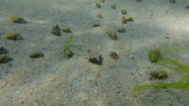 Camera moves around the female Dragonet fish lying on sand, next to her many small hermit crabs run along the seabed in the sun glare, Slow motion, Marine life in sandy shallow water