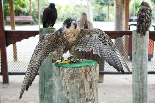 Peregrine falcon falco peregrinus sitting on a wooden post spreading wings with feathers pattern yellow paws talons claws leather jesses in captivity other raptor birds blurry background outdoor