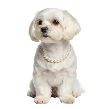 A charming little white dog, a perfect representation of beloved dog species and breeds, captured with elegant pearls in a pristine and clean studio environment