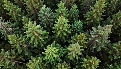 Fototapeta premium Lush coniferous forest from above creates a beautiful natural pattern in the wilderness